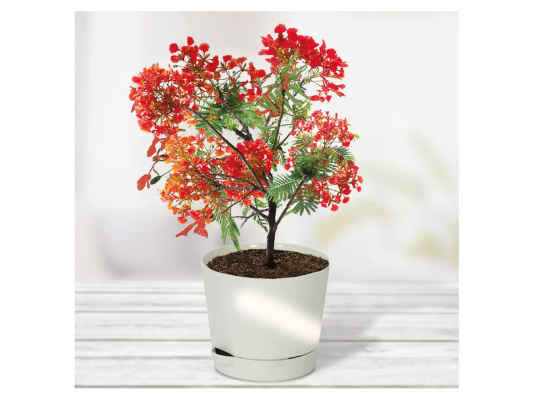 Настольная игра Тысяча листьев Премиум: Делоникс Королевский