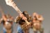 Warhammer Fantasy Battles Ogres (99120213011) x5 (Painted)