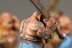 Warhammer Fantasy Battles Ogres (99120213011) x5 (Painted)