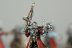 Warhammer 40k Adeptus Mechanicus Skitarii Vanguard x10 (99120116002) (Painted)