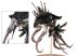 Dark Eldar Talos Pain / Cronos Parasite Engine