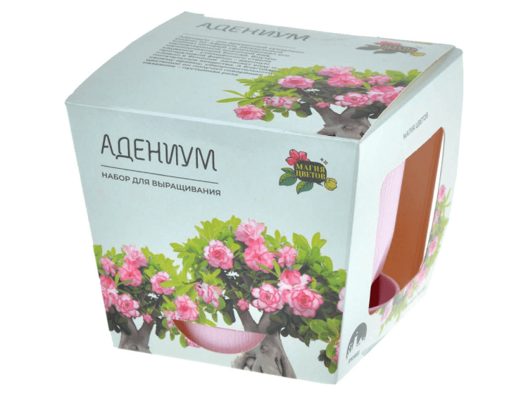 Магия Цветов: Адениум