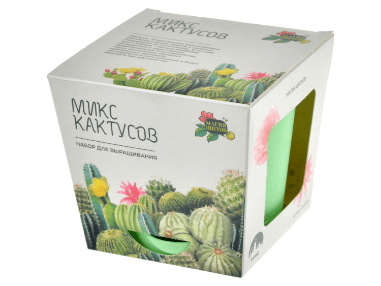 Магия цветов: Микс кактусов
