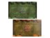 Wood Elf Pitch and Dugouts Set (Blood Bowl)