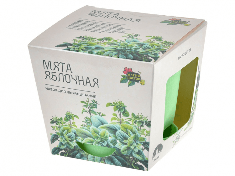 Магия Цветов: Мята яблочная