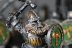 Warhammer Fantasy Battles Ironbreakers x19 (Metal, Painted)
