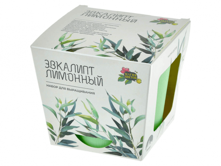 Магия Цветов: Эвкалипт лимонный