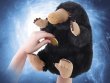 Мягкая игрушка Фантастические твари Нюхлер (со звуком)