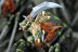 Warhammer Fantasy Battles Forest Goblin Spider Riders x9 (99120209009) (Painted)