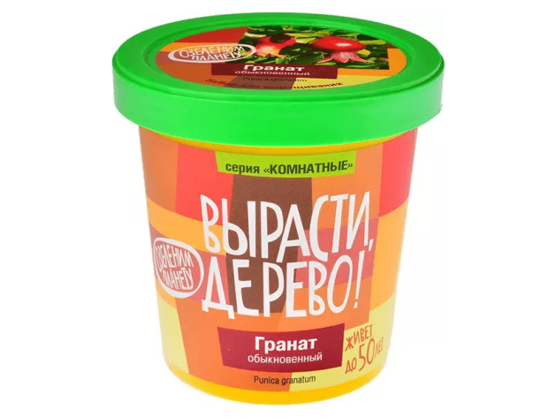 Вырасти дерево: Гранат обыкновенный