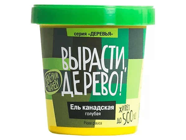 Вырасти дерево: Ель канадская голубая