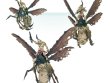 Plague Drones (предзаказ, GW Direct)