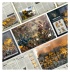 Codex Supplement: Imperial Fists