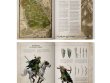 Arcane Journal: Wood Elf Realms (предзаказ 2025)