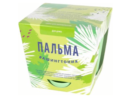 Тысяча листьев: Пальма Вашингтония