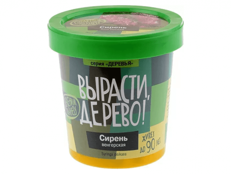 Вырасти дерево: Сирень венгерская
