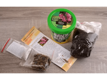 Вырасти дерево: Сирень венгерская