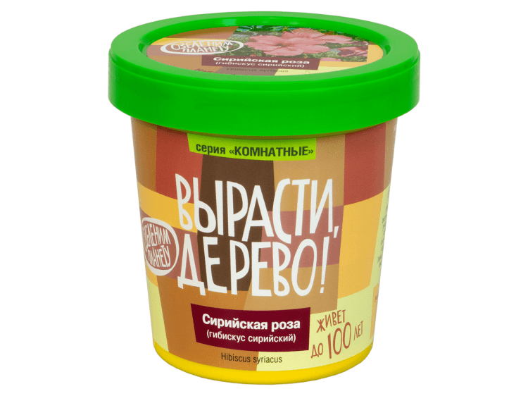 Вырасти дерево: Сирийская роза (гибискус сирийский)