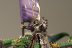 Warhammer Fantasy Dark Elf Cold One Knights x5 (Painted)