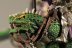 Warhammer Fantasy Dark Elf Cold One Knights x5 (Painted)