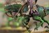 Warhammer Fantasy Dark Elf Cold One Knights x5 (Painted)