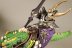 Warhammer Fantasy Dark Elf Cold One Knights x5 (Painted)