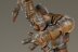 Lord of the Rings: Mordor / Isengard Troll with Spear x1 (Painted)