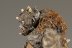 Lord of the Rings: Hill Troll Chieftain Buhrdur x1 (Painted)