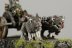 Warhammer Fantasy Battles Grot Wolf Chariot x1 (99810209018) (Metal, Painted)