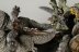 Warhammer Fantasy Battles Grot Wolf Chariot x1 (99810209018) (Metal, Painted)