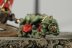Warhammer Fantasy Battles Doom Diver Catapult x1 (99810209021) (Metal, Painted)