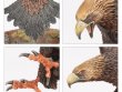 Great Eagles of the Misty Mountains