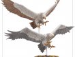 Great Eagles of the Misty Mountains