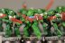 Warhammer 40K: Dark Vengeance Space Marines Tactical Squad x10 (Painted)