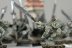 Warhammer Fantasy Battles Night Runners x20 (99120206002) (Painted)