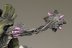 Warhammer 40K Tyranid Carnifex x1 (Painted with Forgeworld bits)