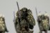 Warhammer Fantasy Battles Chaos Warriors x4 (99120201047) (Painted)