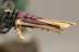 Warhammer 40K Tyranid Warriors x3 (Painted)
