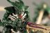 Warhammer 40K Tyranid Warriors x3 (Painted)