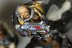 Warhammer 40000 Space Wolves Scout Squad x5 (Painted)