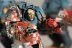 Warhammer 40k Space Marine Terminators x5 (Painted)