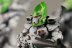 Warhammer 40K Eldar Guardians x10 (99120104018) (Painted)
