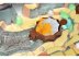 Fireball Island: Паучьи ключи