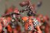 Warhammer Fantasy Battles / AOS Orruk Ardboys x10 (99120209033) (Painted)