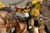 Warhammer Fantasy Battles Empire Pistoliers x5 (99120202019) (Painted)