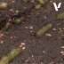 Текстурная паста Vallejo Diorama FX: Russian Mud 26.208