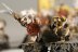 Warhammer Fantasy Battles Skaven Clanrats x18 (Painted)