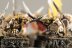 Warhammer Fantasy Battles Skaven Clanrats x18 (Painted)