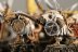 Warhammer Fantasy Battles Skaven Clanrats x18 (Painted)