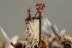 Warhammer Fantasy Battles Skaven Clanrats x18 (Painted)